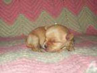 Yorkshire Terrier Puppy for sale in CALEDONIA, NY, USA