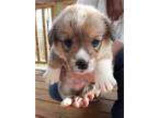 Pembroke Welsh Corgi Puppy for sale in Blowing Rock, NC, USA