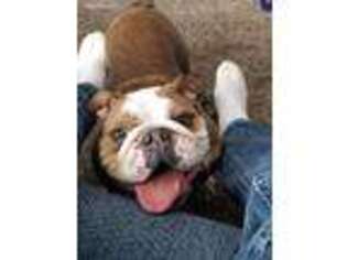 Bulldog Puppy for sale in Omaha, NE, USA