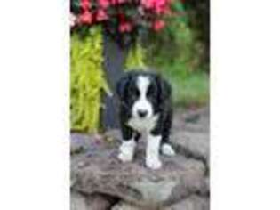 Border Collie Puppy for sale in Ellington, CT, USA