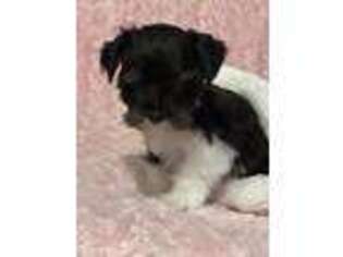 Mutt Puppy for sale in Woods Cross, UT, USA