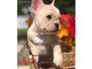 French Bulldog Puppy for sale in Mountain Home, AR, USA