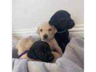 Labrador Retriever Puppy for sale in New Cumberland, PA, USA