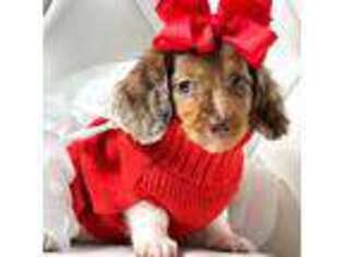 Dachshund Puppy for sale in Pearson, GA, USA