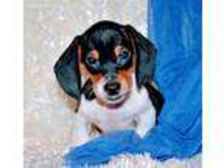 Dachshund Puppy for sale in Maple Lake, MN, USA