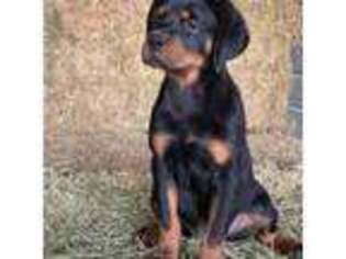 Rottweiler Puppy for sale in Brooksville, FL, USA