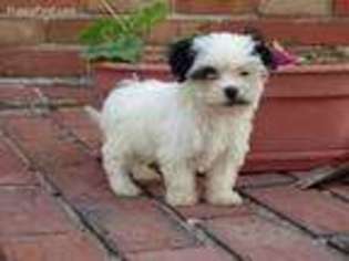 Havanese Puppy for sale in Hagerstown, IN, USA