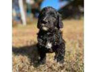 Goldendoodle Puppy for sale in Tulare, CA, USA