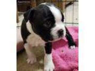 Boston Terrier Puppy for sale in Richmond, KY, USA