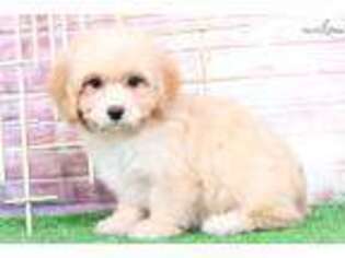Havanese Puppy for sale in Baltimore, MD, USA