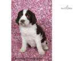 English Springer Spaniel Puppy for sale in Canton, OH, USA