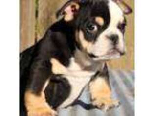 Bulldog Puppy for sale in Rogersville, MO, USA