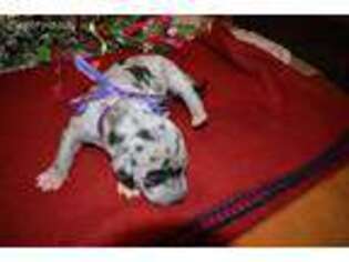 Great Dane Puppy for sale in Battle Ground, WA, USA