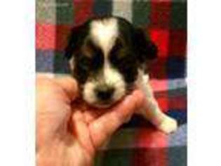 Shorkie Tzu Puppy for sale in Yakima, WA, USA
