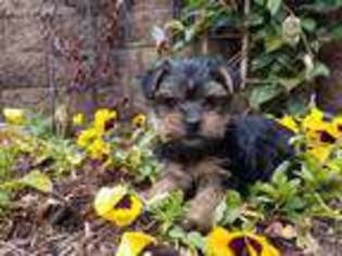 Yorkshire Terrier Puppy for sale in Christiansburg, VA, USA