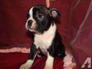 Boston Terrier Puppy for sale in CANAL WINCHESTER, OH, USA