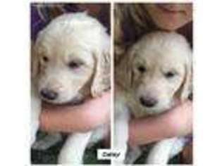 Goldendoodle Puppy for sale in Council Bluffs, IA, USA