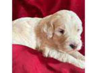 Goldendoodle Puppy for sale in Newport, ME, USA