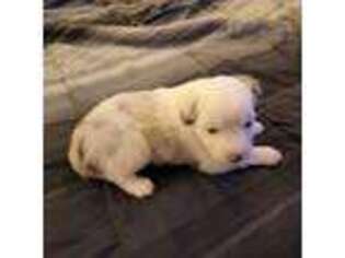 Miniature Australian Shepherd Puppy for sale in Norco, LA, USA