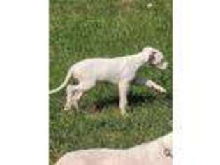 Dogo Argentino Puppy for sale in Lilburn, GA, USA