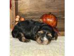 Yorkshire Terrier Puppy for sale in Columbus, MS, USA