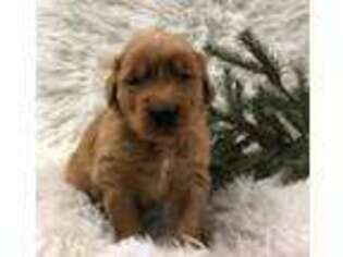 Golden Retriever Puppy for sale in Loudonville, OH, USA