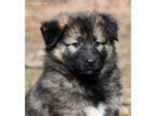 Medium Photo #1 Native American Indian Dog Puppy For Sale in Clinton, AR, USA