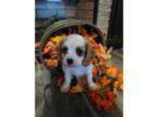 Cavalier King Charles Spaniel Puppy for sale in Barton, NY, USA