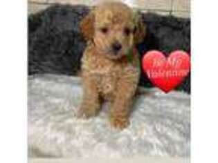Cavapoo Puppy for sale in Elk Grove, CA, USA