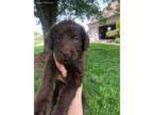 Labradoodle Puppy for sale in Richmond, KY, USA