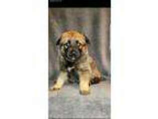 Belgian Malinois Puppy for sale in Lyles, TN, USA