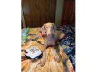 Doberman Pinscher Puppy for sale in Danville, PA, USA