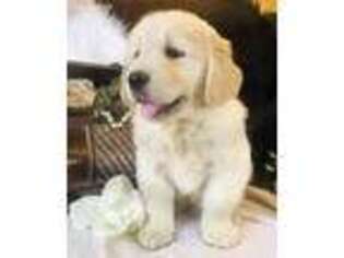 Golden Retriever Puppy for sale in Marshfield, MO, USA