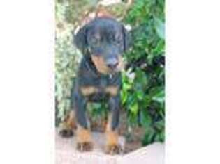 Doberman Pinscher Puppy for sale in Schertz, TX, USA