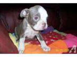 Boston Terrier Puppy for sale in STARKE, FL, USA