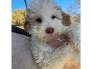 Labradoodle Puppy for sale in Kingston, OK, USA
