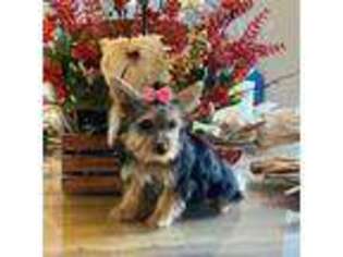 Yorkshire Terrier Puppy for sale in Cabazon, CA, USA