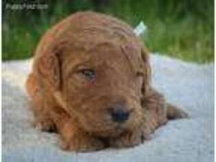 Goldendoodle Puppy for sale in Moscow, ID, USA