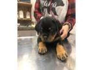 Rottweiler Puppy for sale in Saint Louis, MO, USA