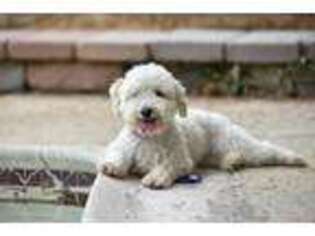 Cavapoo Puppy for sale in Ashburn, VA, USA
