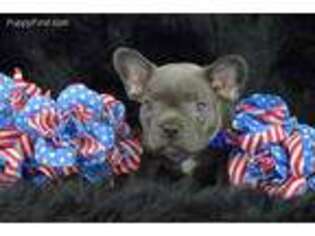French Bulldog Puppy for sale in Iva, SC, USA