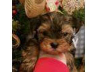 Yorkshire Terrier Puppy for sale in Carnesville, GA, USA
