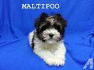 Mutt Puppy for sale in LOUISVILLE, KY, USA