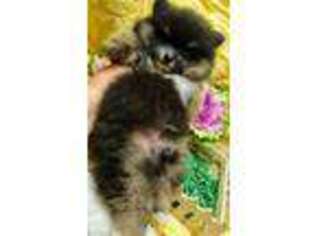 Pomeranian Puppy for sale in Inola, OK, USA