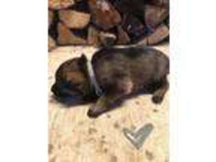 German Shepherd Dog Puppy for sale in Cement City, MI, USA