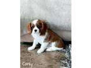Cavalier King Charles Spaniel Puppy for sale in Monte Vista, CO, USA