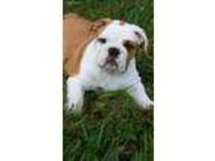 Bulldog Puppy for sale in Parkersburg, WV, USA