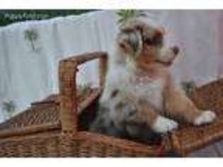 Australian Shepherd Puppy for sale in Fullerton, CA, USA