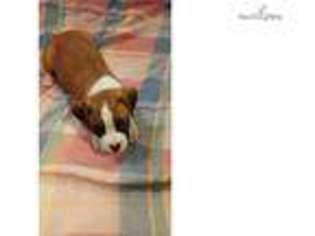 Boxer Puppy for sale in Pittsburgh, PA, USA