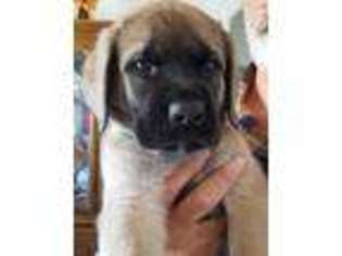Mastiff Puppy for sale in Aguanga, CA, USA